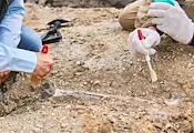 Открити древни стрели променят научното разбиране за историята на Хомо сапиенс