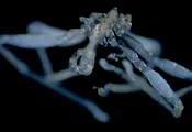 Учени откриха морски паяк с три устни и червени очи