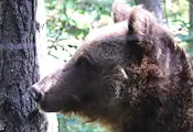 Паркът в Белица глези мечките с ледени лакомства