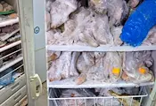 БАБХ унищожи 800 килограма опасни храни