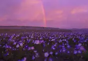 Невиждани дъждове събудиха живота в пустинята Атакама