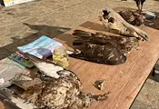 Отбелязаха Международния ден на лешоядите в русенския Екомузей