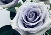Учени създадоха първите истински сини рози
