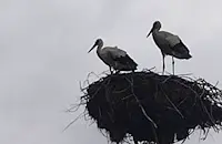 Двойка щъркели се завърна неочаквано в село Бъзън