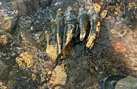 Случайно откриха голям зъб от мастодонт край Сан Франциско