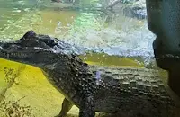 Намериха крокодили и еноти в ресторант в София