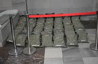 Откриха наркооранжерия с над 70 килограма марихуана