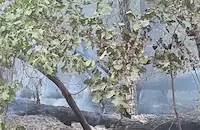 Пожар обхвана борова гора край язовир „Копринка”