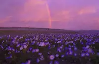 Невиждани дъждове събудиха живота в пустинята Атакама
