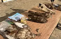 Отбелязаха Международния ден на лешоядите в русенския Екомузей