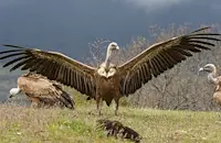 Денят на лешоядите в Лапидариум - Русе