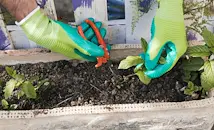 Как да запазим грудките и луковиците здрави през зимата