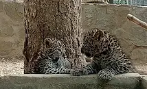 Бебета леопарди са новата атракция в Стара Загора