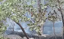 Пожар обхвана борова гора край язовир „Копринка”