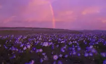 Невиждани дъждове събудиха живота в пустинята Атакама