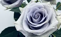 Учени създадоха първите истински сини рози