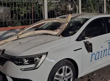 Изсъхнало дърво се стовари върху автомобил в квартал "Родина"