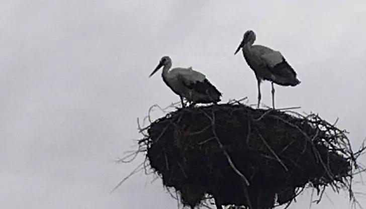 Необичаен случай с щъркели в село Бъзън