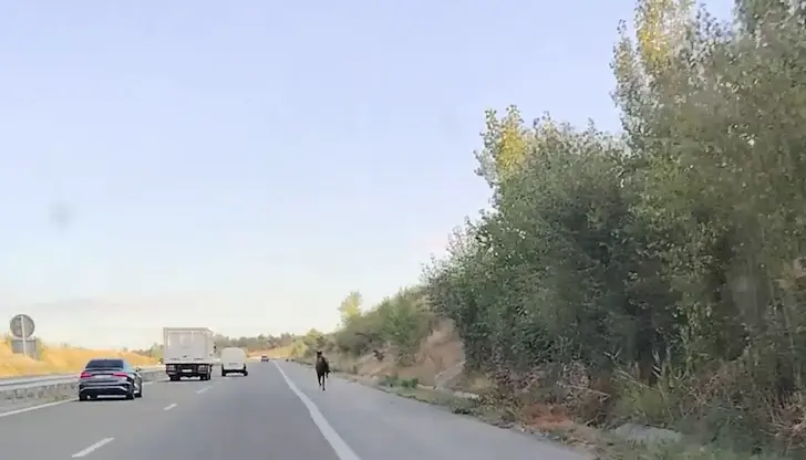 Животното излезе на аутобана малко преди разклона за Кочериново