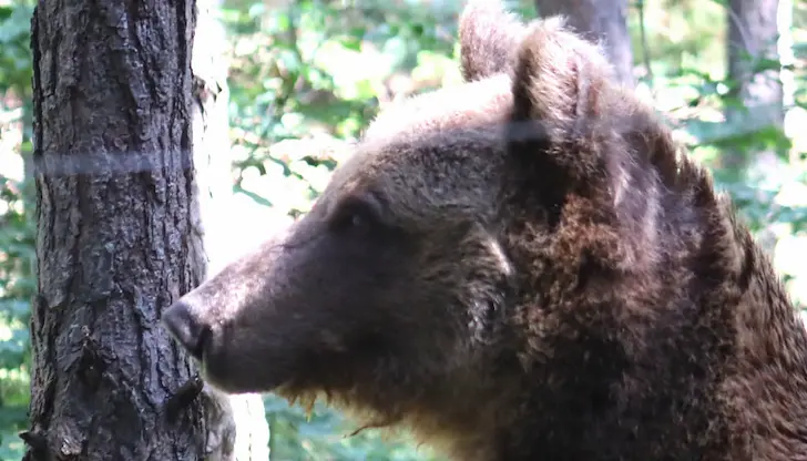 Паркът за мечки показа как обитателите му се разхлаждат Паркът за мечки показа как обитателите му се разхлаждат