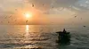 Атаките с дронове в Черно море изплашиха рибата