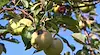 Овощари изоставят реколтата да гние в градините