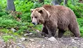 Планински спасител срещна мечка на Витоша
