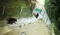 Мечки обикалят центъра на село Гьоврен в ранните часове