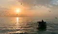 Атаките с дронове в Черно море изплашиха рибата