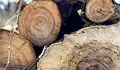 Откриха незаконни дърва от череша в Щръклево