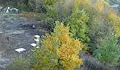 Мечки нахлуха в дворове край София