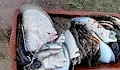 Камери на Гранична полиция уловиха водолази с калкан край Шабла