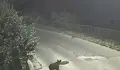 Хванаха мече в капан край село Гьоврен