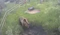 Кафяви мечки влизат все по-често в селата край Сатовча