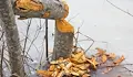 Пожарникари отстраниха паднало дърво на улица "Видин"