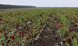 Непозната болест унищожава пипера в Добруджа