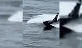 Първи кадри от атаката с дрон по кораба край Калиакра