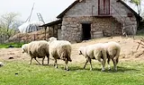Откриха две огнища на шарка по овцете в Кърджалийско
