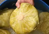 Колко сол е нужна за хрупкаво кисело зеле
