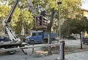 Започна масово премахване на опасни дървета в Русе