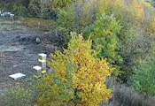 Мечки нахлуха в дворове край София