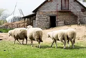 Откриха две огнища на шарка по овцете в Кърджалийско Откриха две огнища на шарка по овцете в Кърджалийско