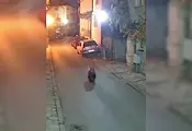 Малко мече тича по улиците на квартал в Благоевград