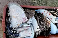 Камери на Гранична полиция уловиха водолази с калкан край Шабла