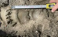 Русенски екоинспектори откриха следи от кафява мечка при обходи в Смолянско
