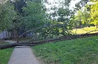Дърво рухна върху алея до детска градина в квартал "Дружба"
