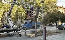 Започна масово премахване на опасни дървета в Русе
