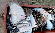 Камери на Гранична полиция уловиха водолази с калкан край Шабла