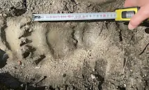 Русенски екоинспектори откриха следи от кафява мечка при обходи в Смолянско
