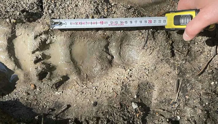 Мониторинг на кафявата мечка в Смолянско